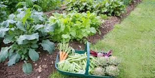 Organic Gardening - Bamagate