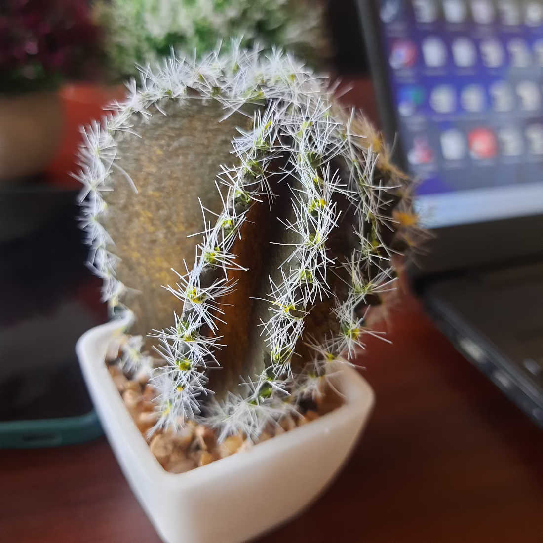  Artificial Cactus Plant