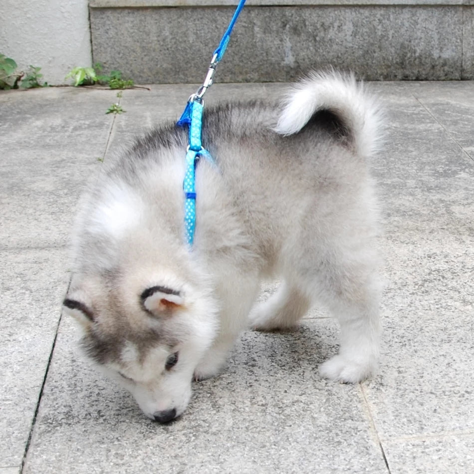 Husky puppy wearing a blue Puppy Small Dog Adjustable Harness Leash Set, perfect for safe and comfortable walks in Sri Lanka.